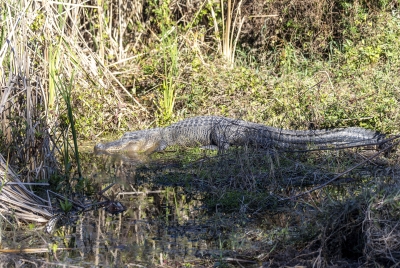 Alligator Aransas NP 2023